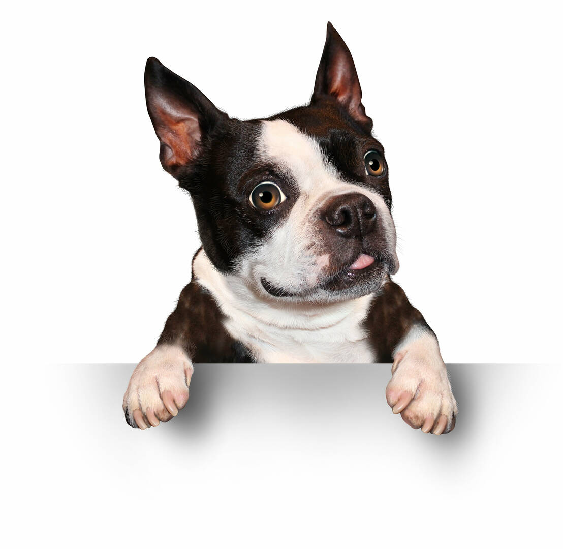 Friends of Homeless Animals