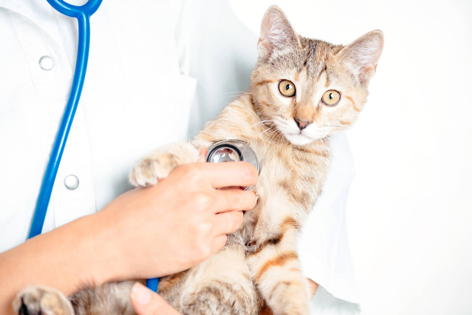 Pet Vaccination Clinic Redding CA