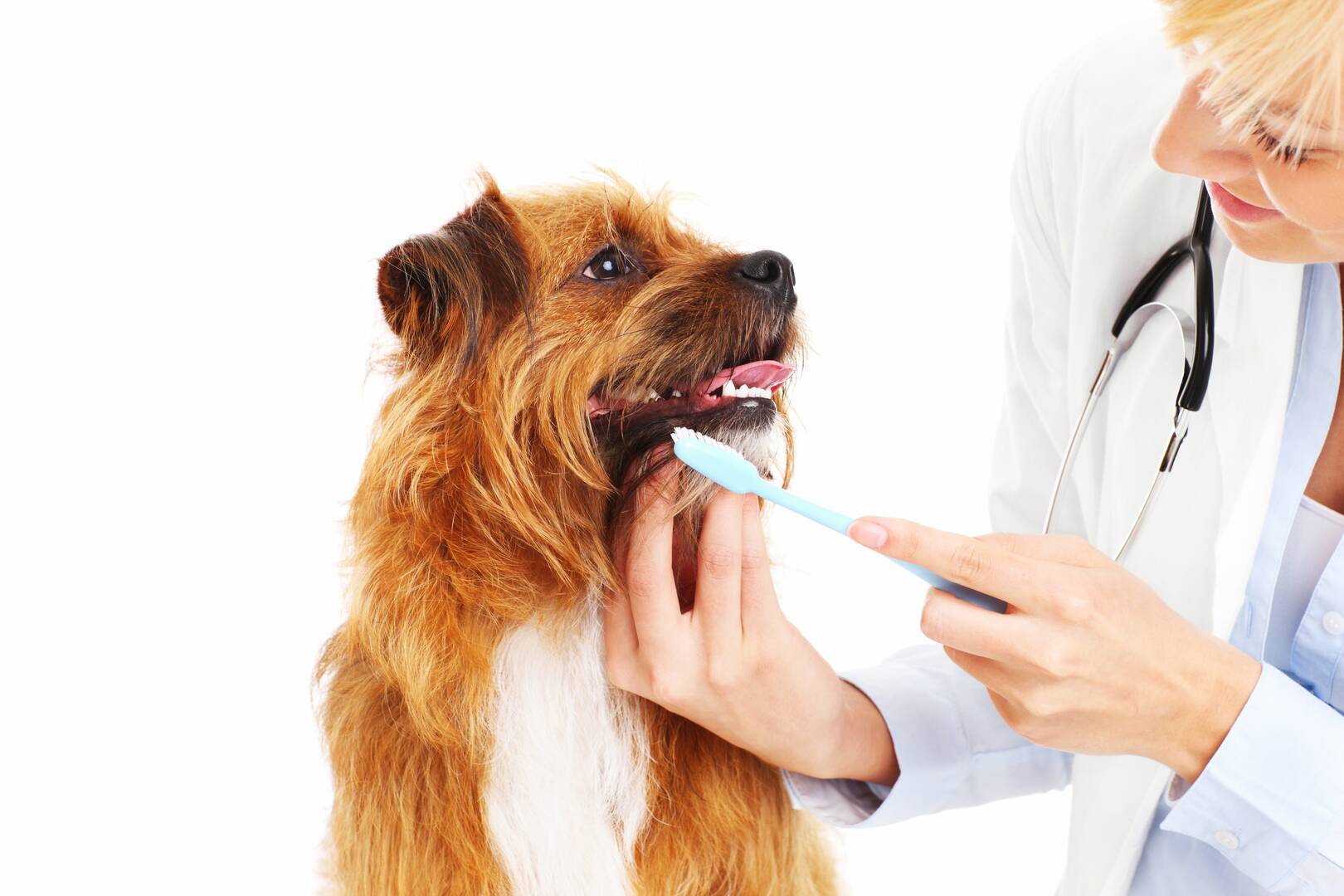 Florence Veterinary Hospital