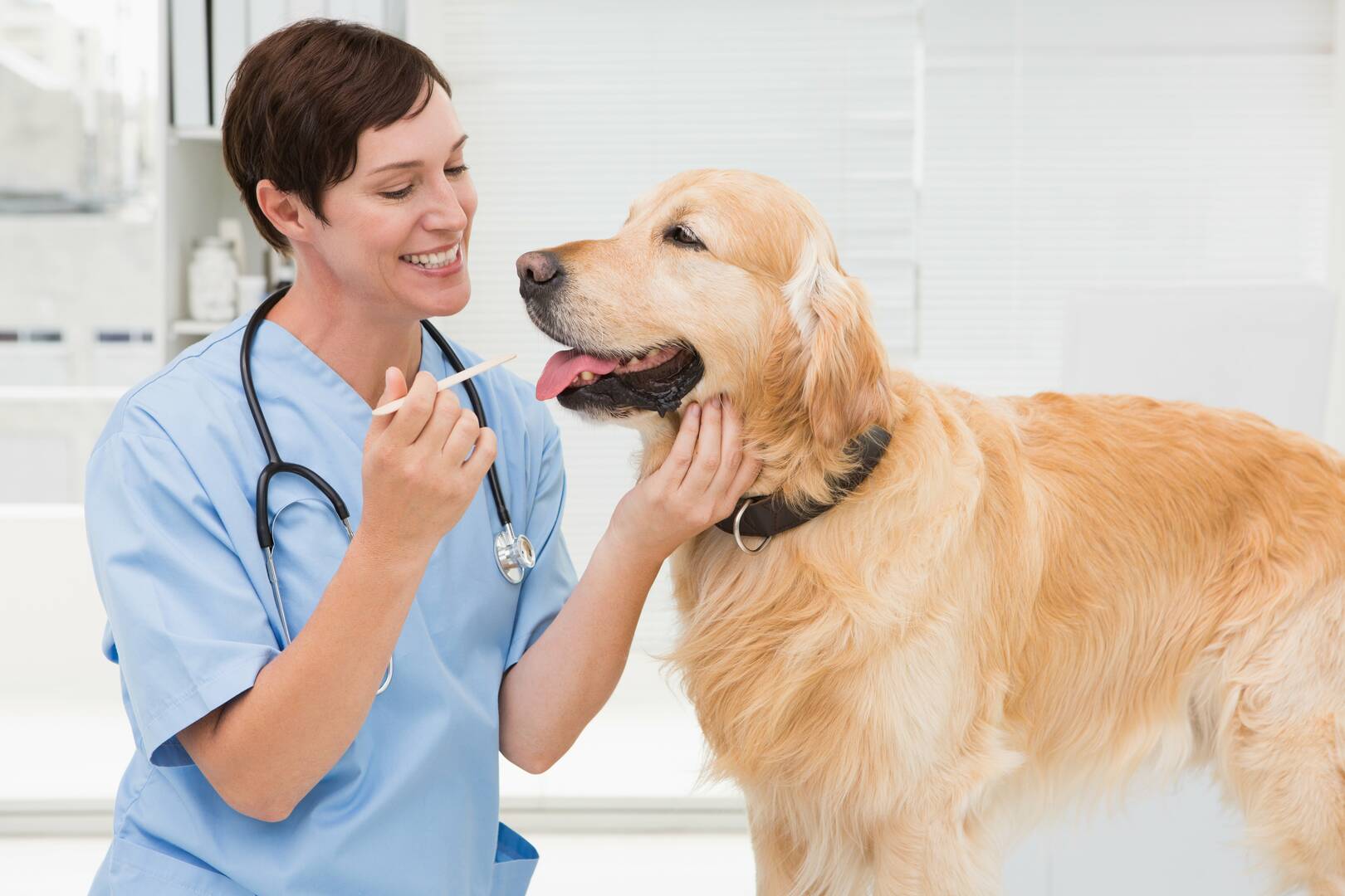 Call All Pet Low Cost Surgery Center For Affordable Veterinary Surgery in Indianapolis IN