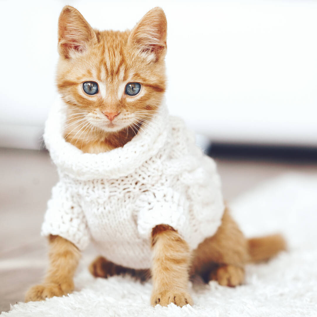 Animal Care Hospital