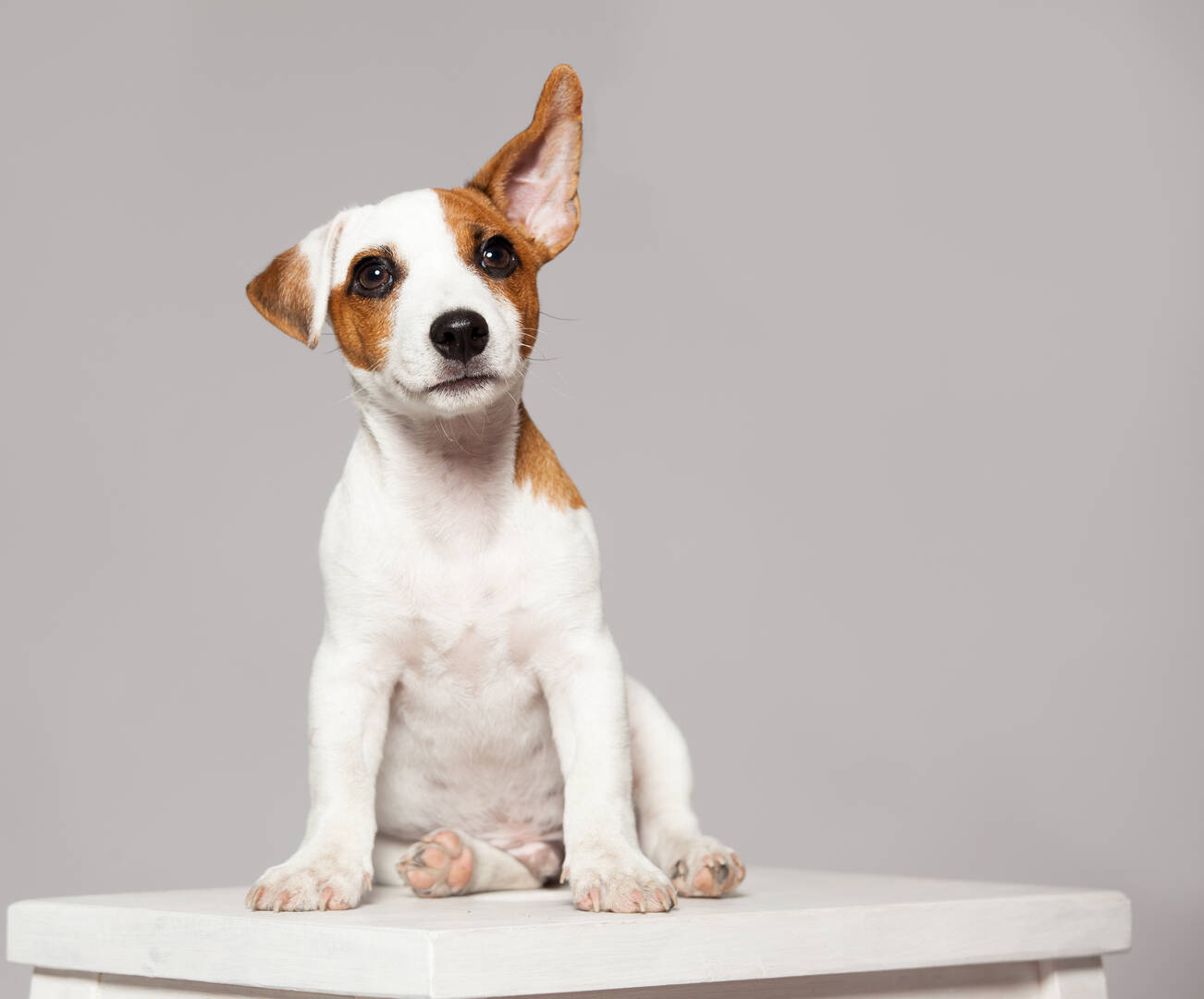 Puppy Connector