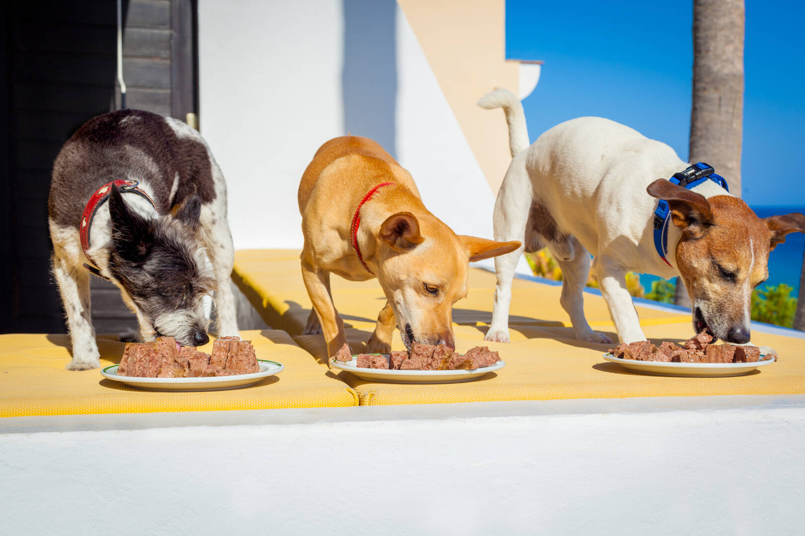 Plainview  Veterinary Clinic